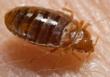 Bed Bugs Repellant Free Trial Kit Puts An End To Man's Horror...